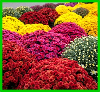 rox garden center pic 2