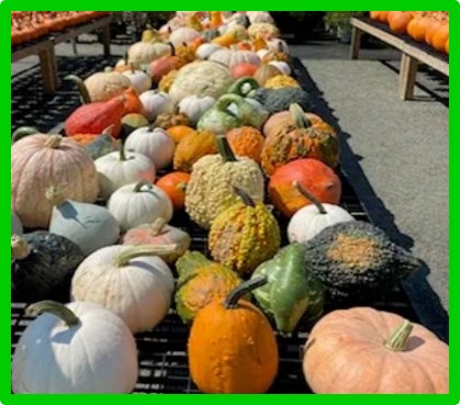 rox garden center pic 3